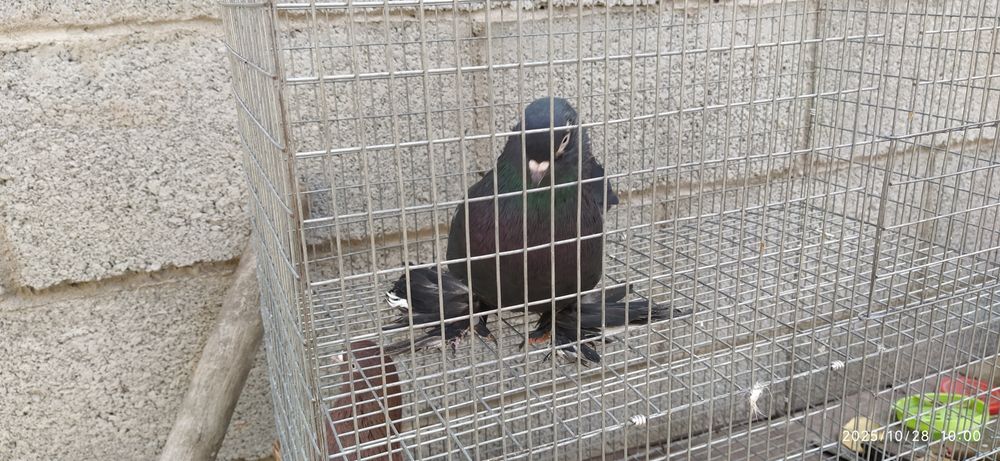 Молодой Жук голубь