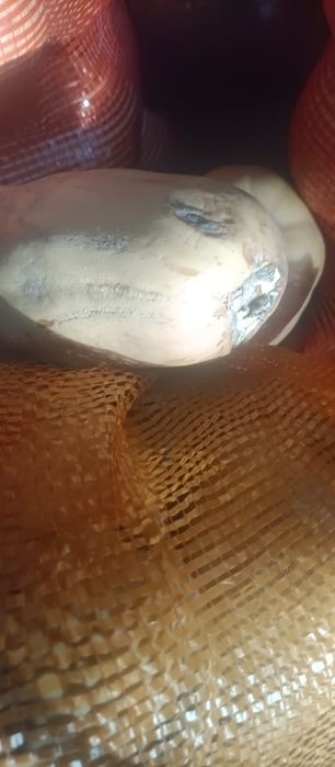 Тыква на корм КРС