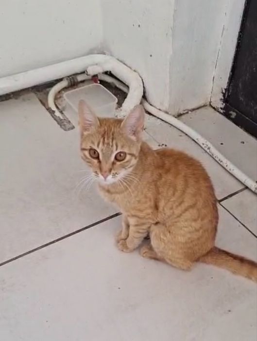 Кошка , в добрые руки .