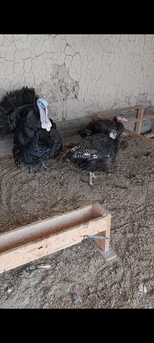 Индюк бронза франция