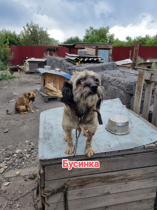 Дарю в добрые и ответственные руки