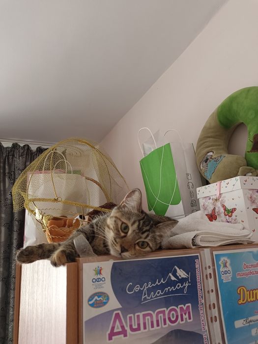 Отдам кошку в добрые руки