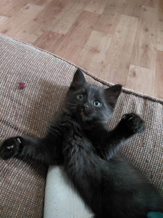 В добрые руки котенок-девочка