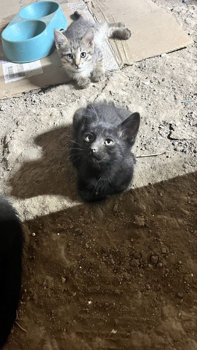 котенки отдам даром