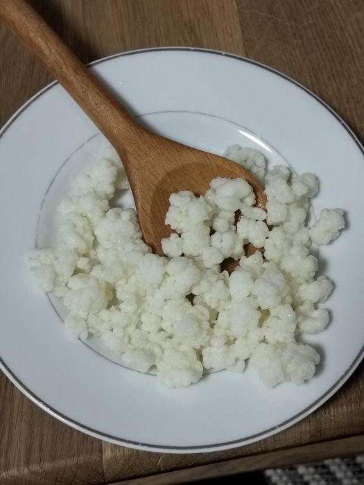 Vând doua  porții de ciuperca de kefir potrivită pentru 1,5 l lapte