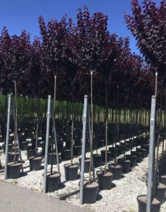 Platan englezesc tei mesteacan prunus plante ornamentale