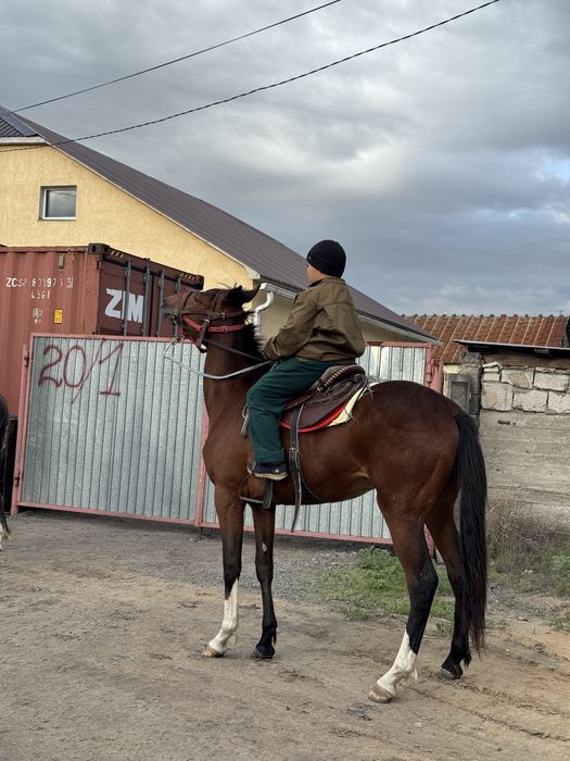 Ағылшын Құнан 2 жас