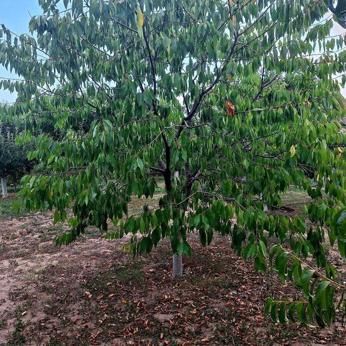 Продава се Парцел в с. Кръстевич, Област Пловдив - 850 кв.м за 16 €/кв.м - Снимка #11