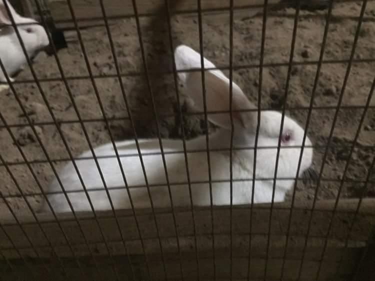 Veliqan zotli quyonlar sotiladi 200000 kelishiladi