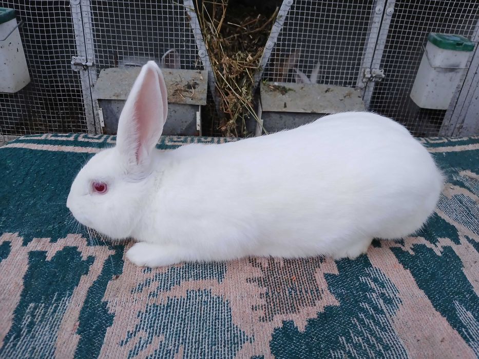 Masculi hycole francez!