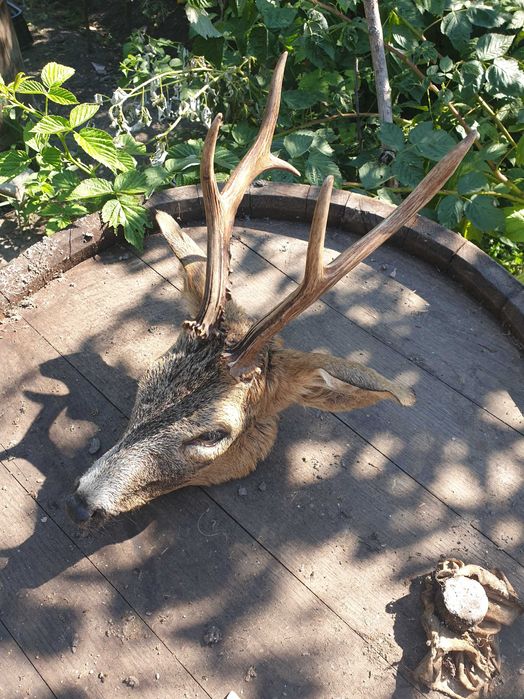 Vand trofeul cap de cerb