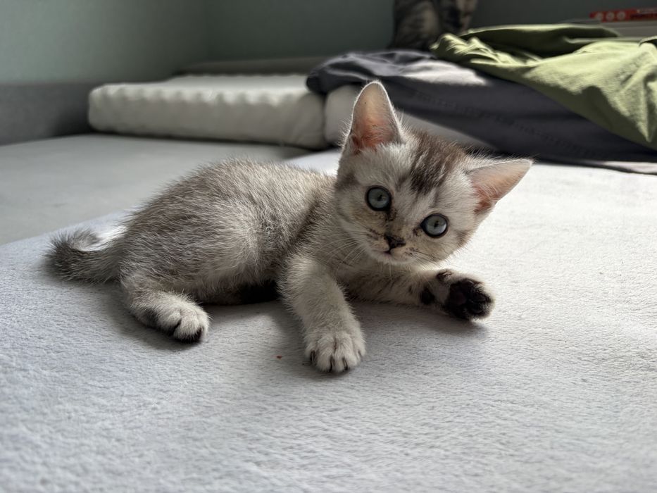 Шотландский котенок