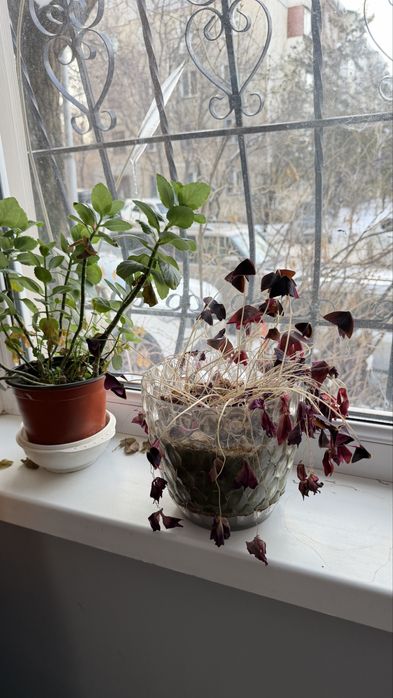 Комнатные цветы