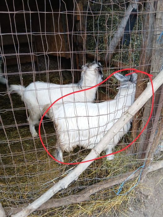 Vând ieduță din capră bună de lapte sau schimb cu grăsun