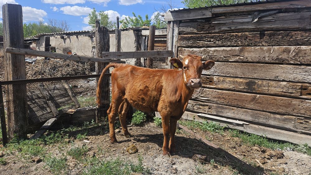 Продам 2х тёлок 1г 3м