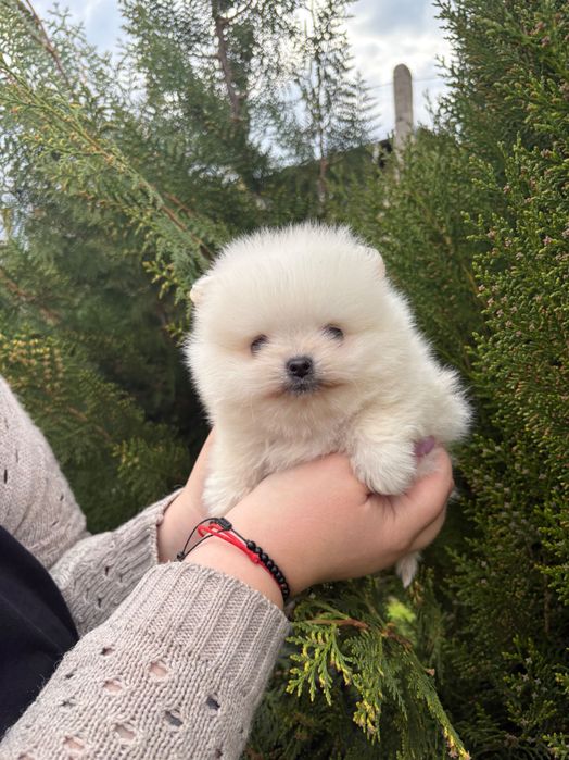 Померан  -  момче