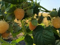 Stoloni capsuni, butasi mur Thornfree, Butasi zmeur, smochin aclimatiz