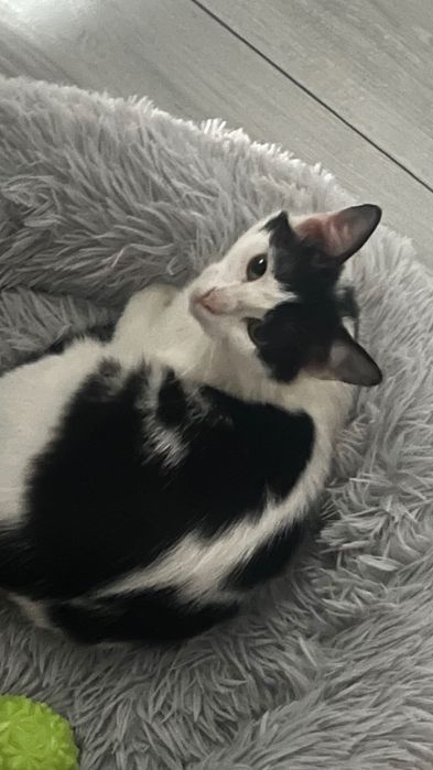 Кошка в добрые руки