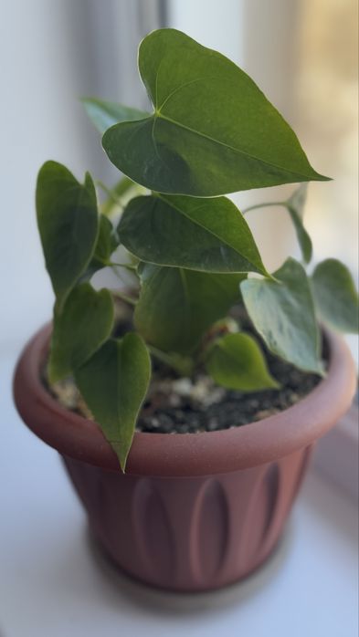 Филадендрон сердцевидный