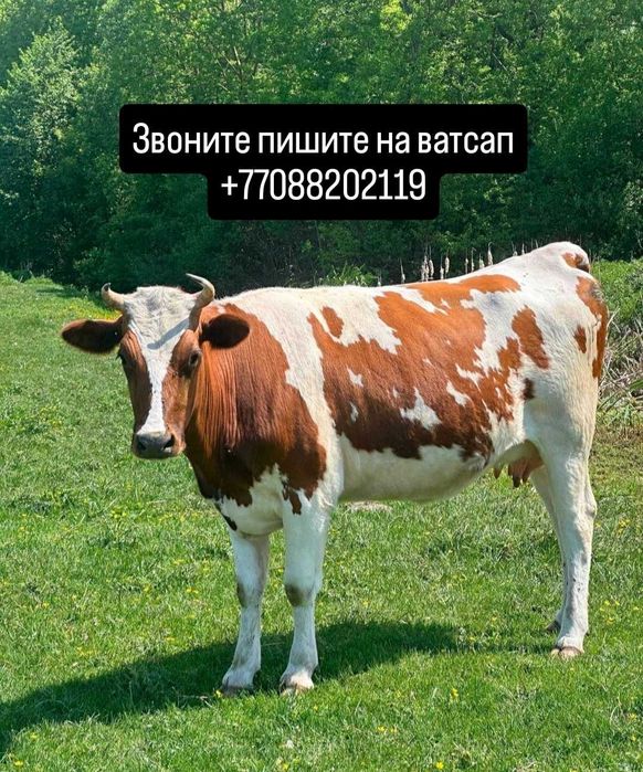 Доброя хорошая корова