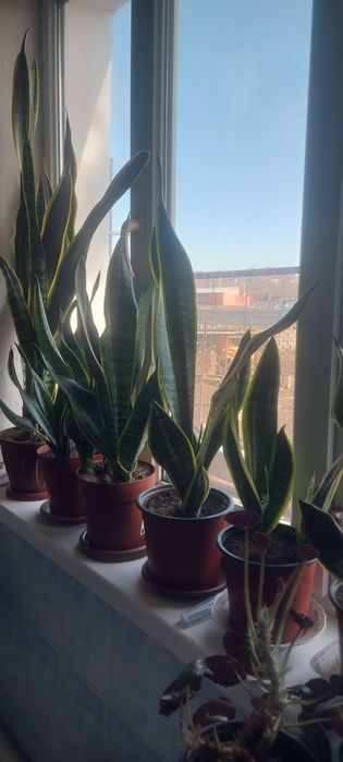 Комнатные цветы 1500