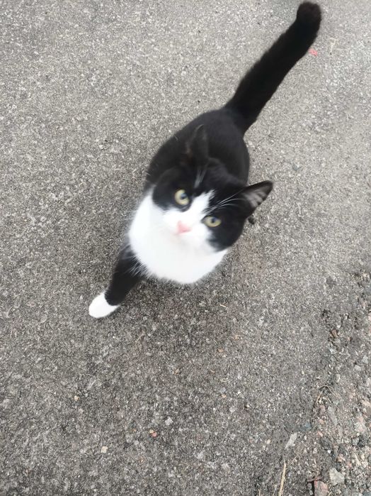 животные, кошечка