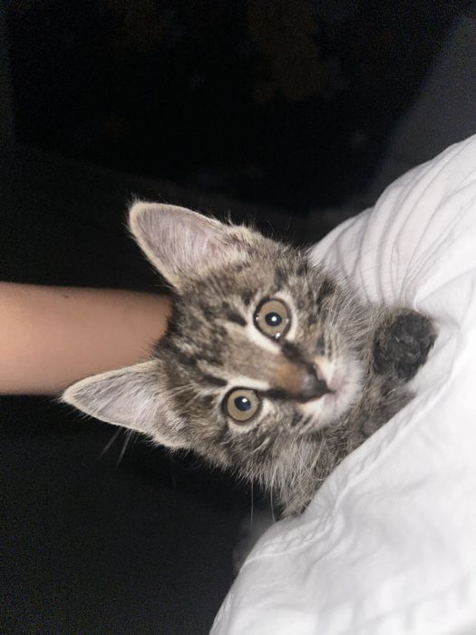 Кошка бесплатно дам