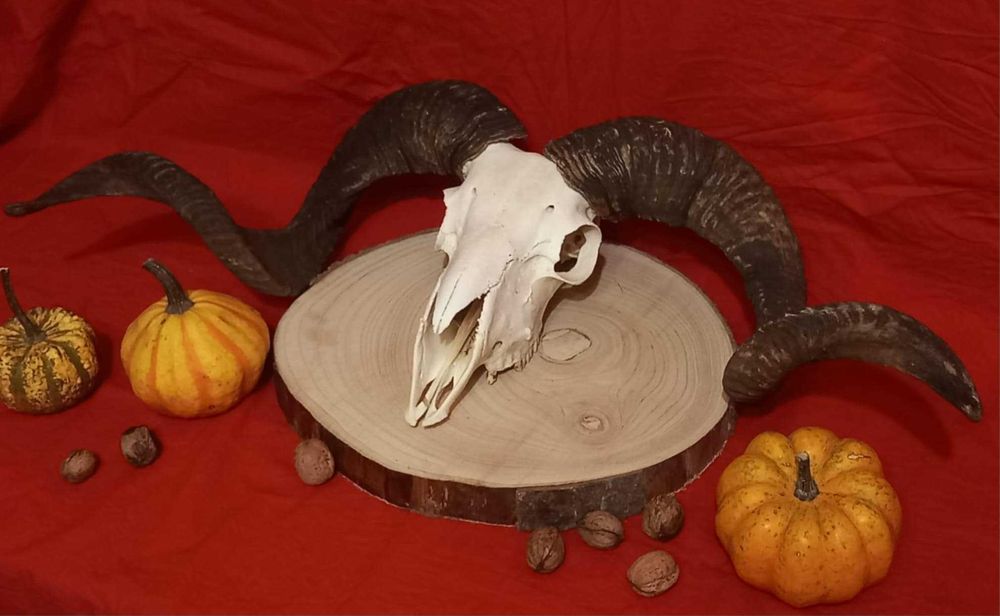 trofeu-trofee-craniu-coarne de berbec Capital Negru