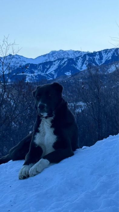 Собака девочка воспитанная