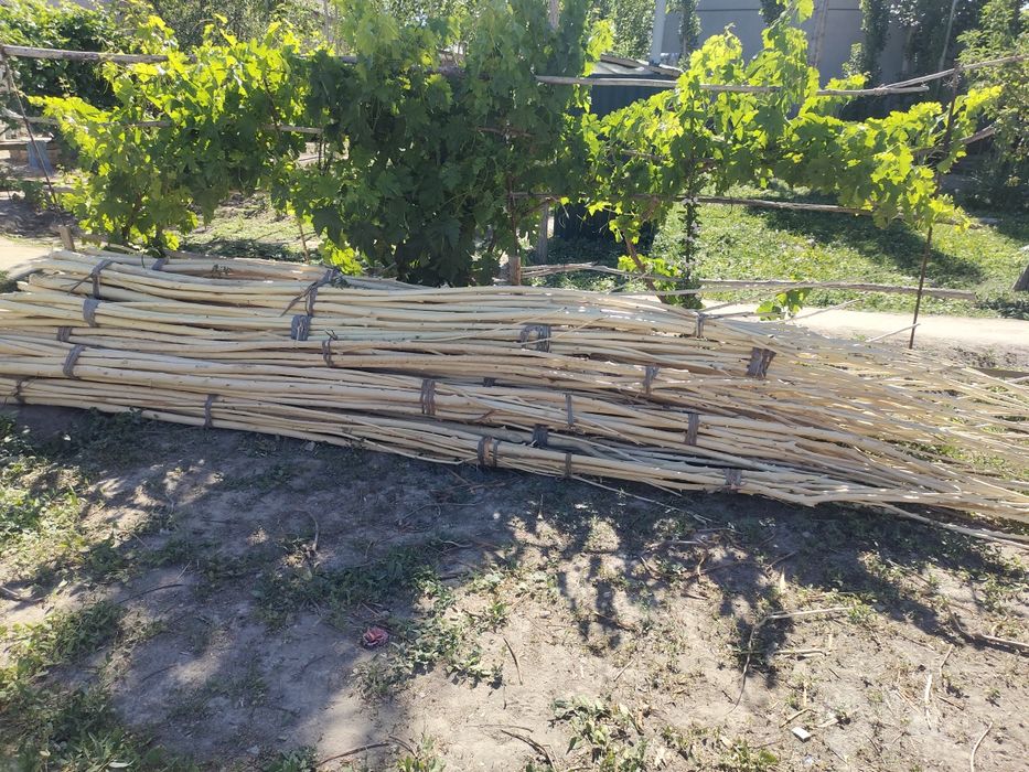 Aq terek 350000 ham Qadalar 6000 satiladi.