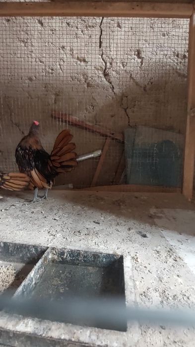 Zalatoy sbrayt jo'jalari 1+1 sotiladi