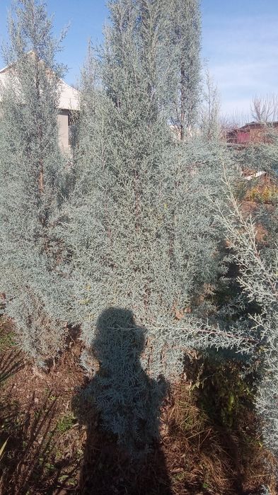 Pavlonya bor Lola darahti bor galiboy gepars bor Arizona bor