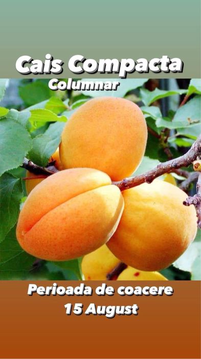 Pomi fructiferi columnari pe rod