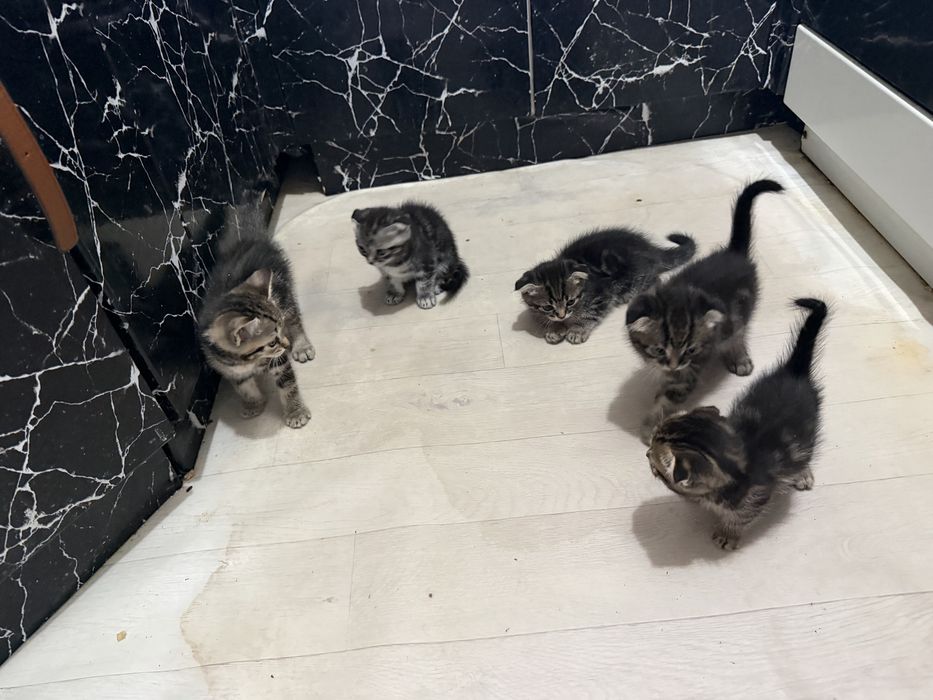 Шотланскийе котята