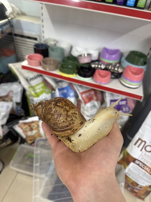 Улитка сухопутная бесплатно