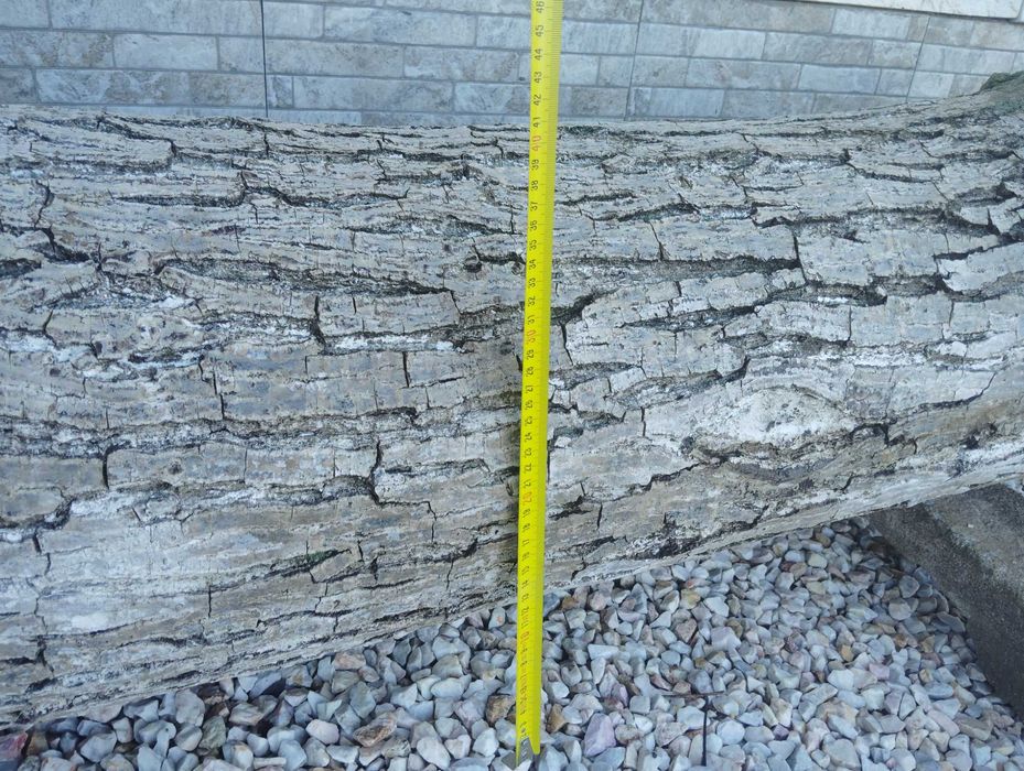 Орехов ствол за продажба