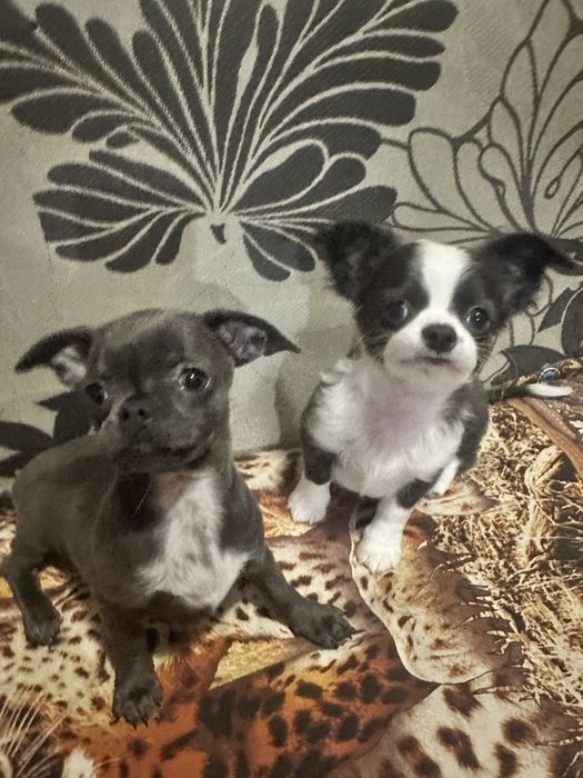 Щеночки чихухуашечки