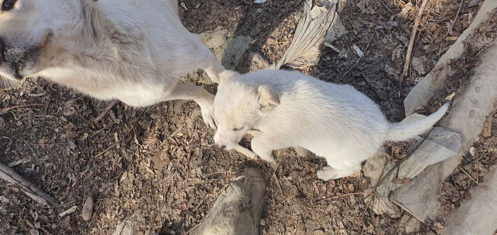 Щенки в добрые руки