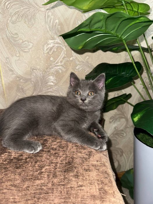 Котята британской шиншиллы