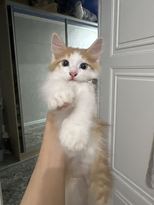 Отдам в хорошие руки Котёнка