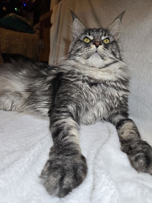 Чистокръвен Мейн кун