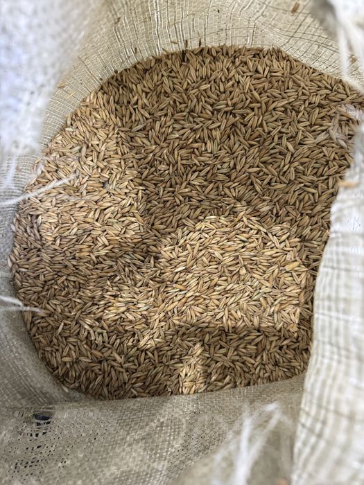 Продам семеной ячмень семена экспарсета