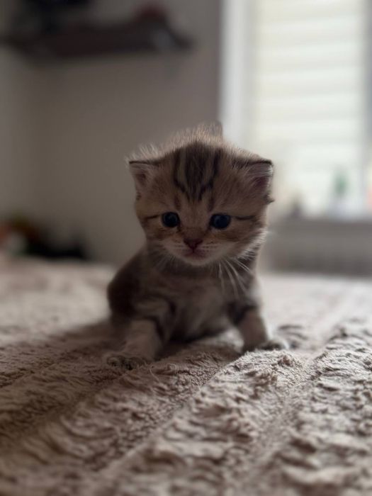 Продаются котята скоттиш страйт
