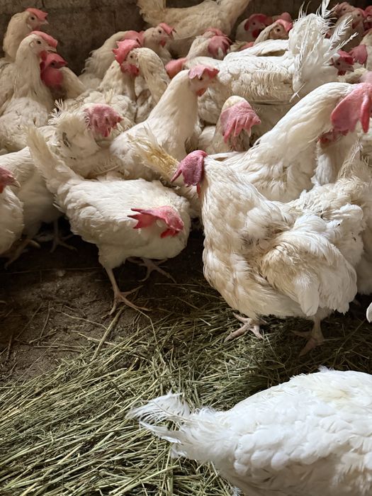 Куры несушки декалбы1