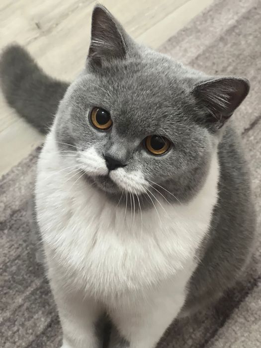 Pisica British Shorthair