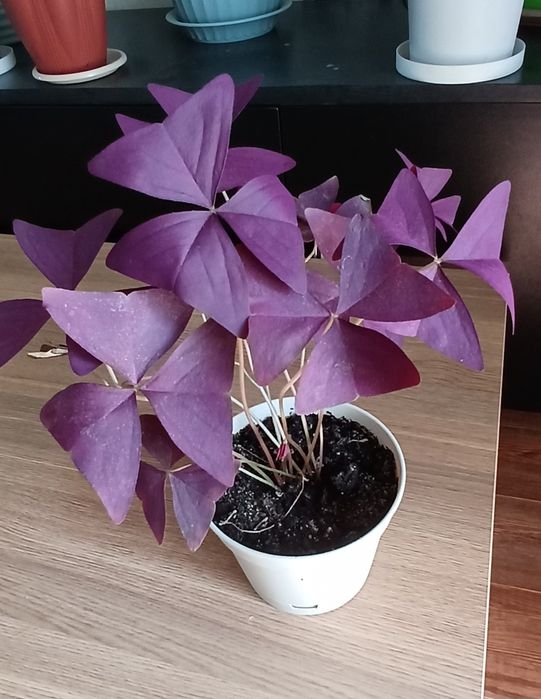 Кислица фиолетовая и зеленаябабочка оксалис