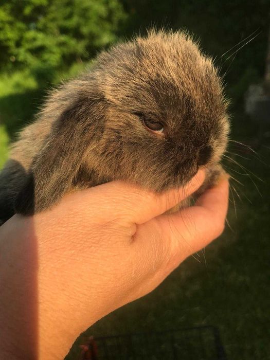 Iepurasi pitici pt copii, berbec german - mini lop