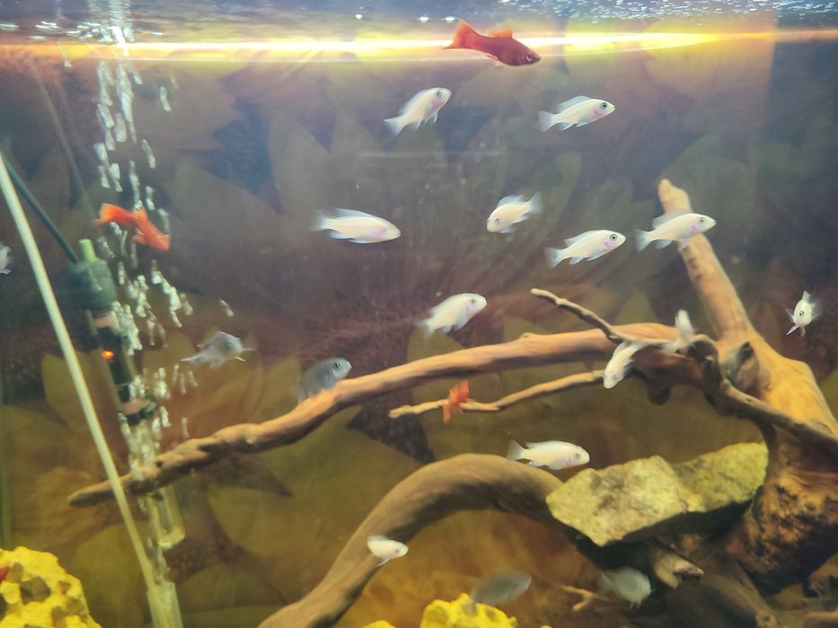 Продам  аквариум 200 литров