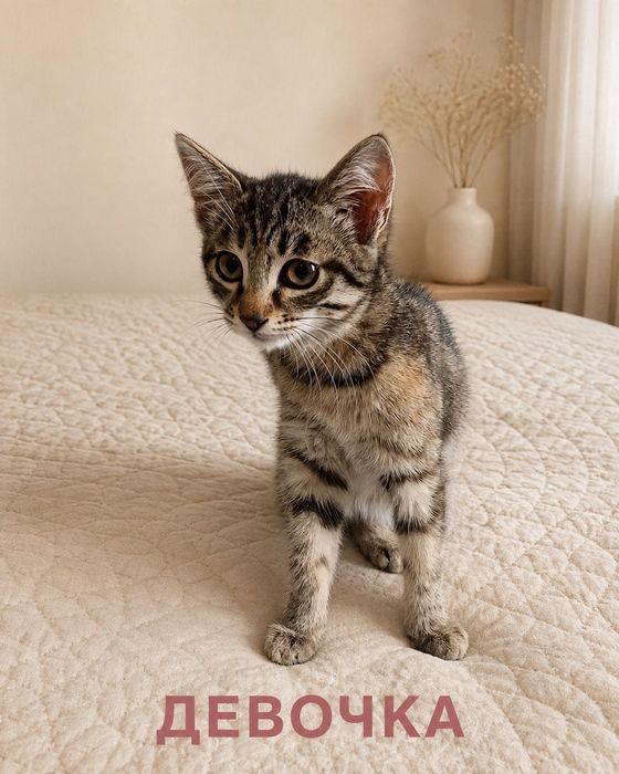 Котята  2 месяца в добрую семью
