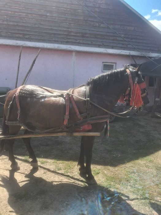 Vand iapa de 9 ani si manza de 1.4 luni.
